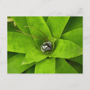 Bromeliad Green Botanical Fotografie Postkarte