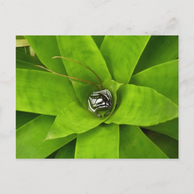 Bromeliad Green Botanical Fotografie Postkarte (Vorderseite)