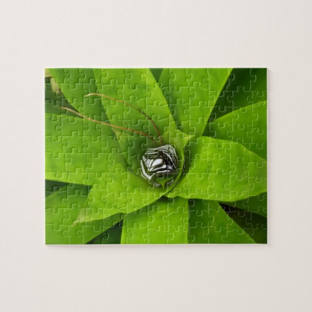 Bromeliad Green Botanical Fotografie Puzzle (Horizontal)