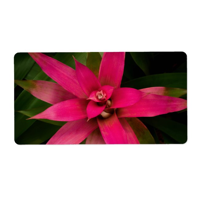 Bromeliad in Bloom (Vorne)