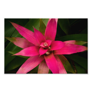 Bromeliad in Bloom Fotodruck