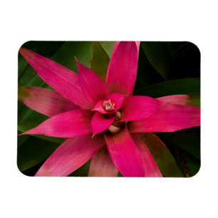Bromeliad in Bloom Magnet