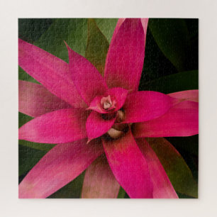 Bromeliad in Bloom Puzzle