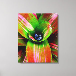 Bromeliad Leinwanddruck
