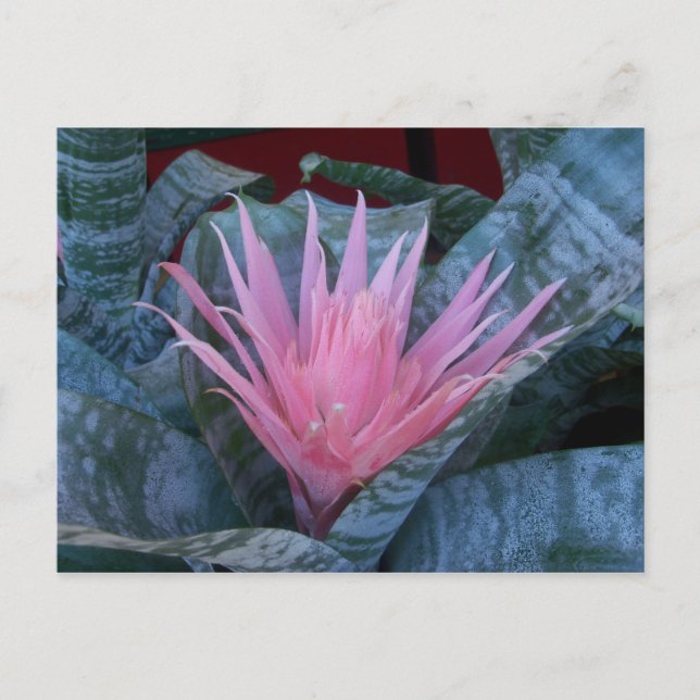 Bromeliad Postcard Postkarte (Vorderseite)