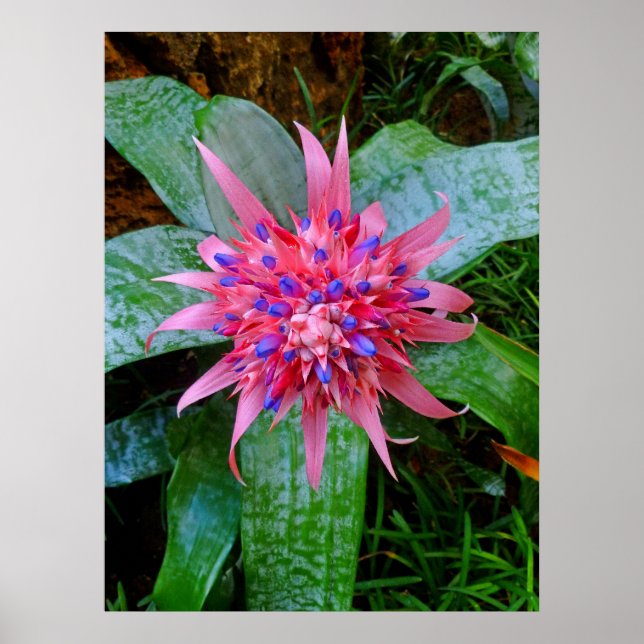 Bromeliad Poster (Vorne)