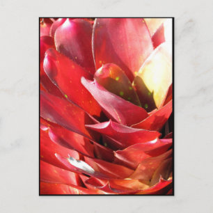 Bromeliad Postkarte