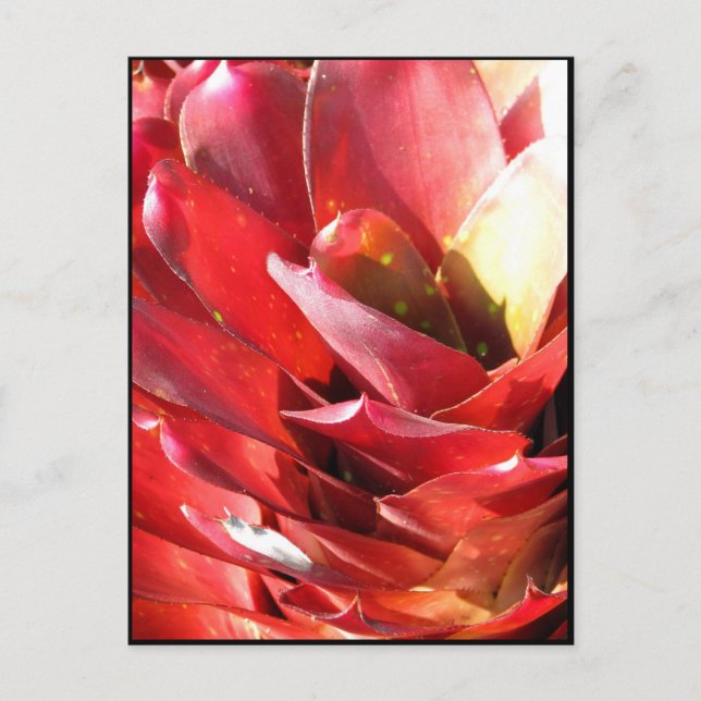 Bromeliad Postkarte (Vorderseite)