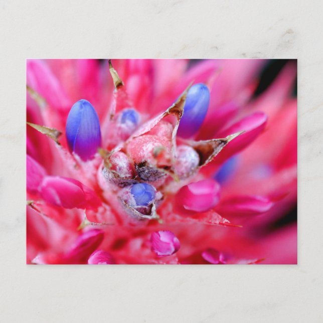 Bromeliad Postkarte (Vorderseite)