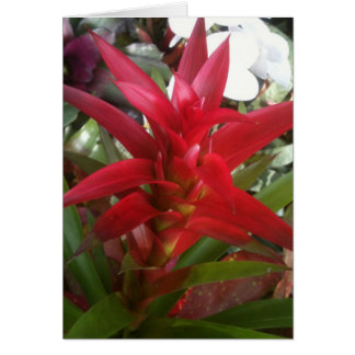 Bromeliad, rot