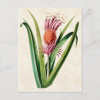 Bromeliad Vintag Botanical
