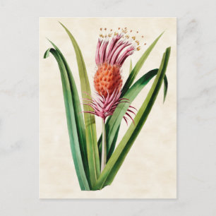 Bromeliad Vintag Botanical Postkarte