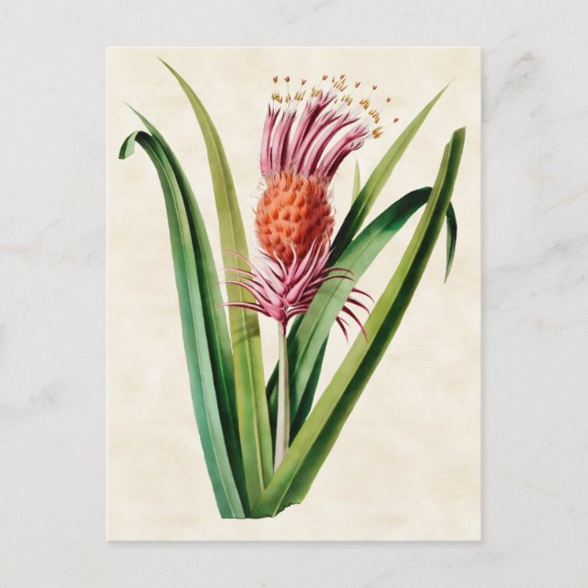 Bromeliad Vintag Botanical Postkarte (Vorderseite)