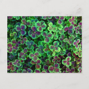 BRONZE DUTCH CLOVER POSTKARTE