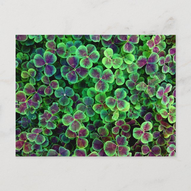 BRONZE DUTCH CLOVER POSTKARTE (Vorderseite)