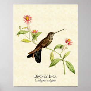 Bronze-Inkakolibri-Kunstprint Poster