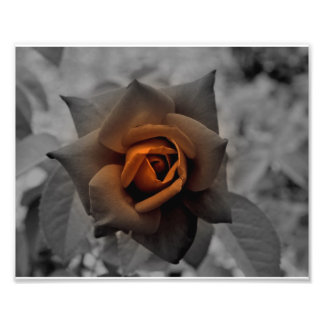 Bronze-Rose am Noon Day Fotodruck