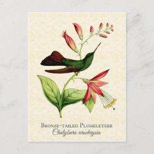 Bronze-tailed Plumeleteer Kolibri Vintage-Kunst Postkarte