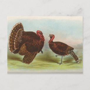 Bronze Truthähne Postkarte