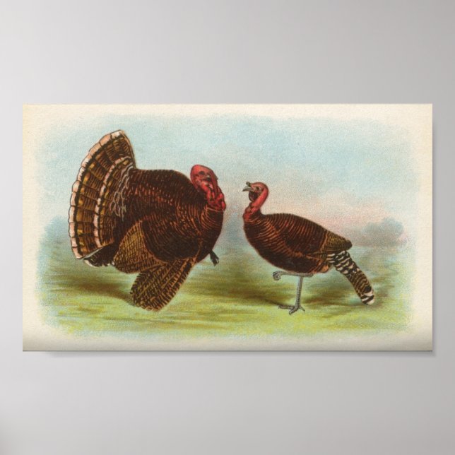 Bronze Turkeys Poster (Vorne)