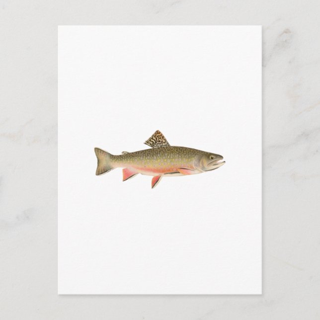 Brook Trout Art Postkarte (Vorderseite)