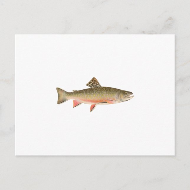 Brook Trout Art Postkarte (Vorderseite)