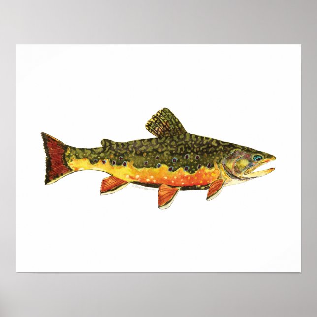 Brook Trout Fish Painting Poster (Vorne)