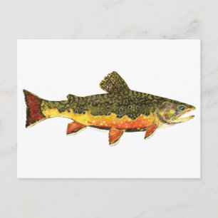 Brook Trout Fish Painting Postkarte