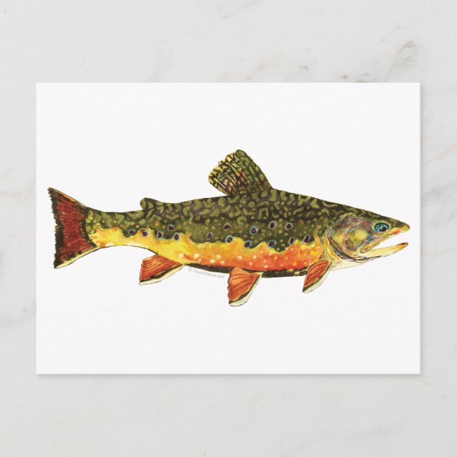 Brook Trout Fish Painting Postkarte (Vorderseite)