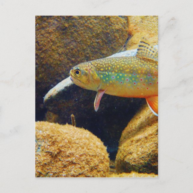 Brook Trout Postkarte (Vorderseite)