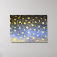 Brook Trout Scales Fotografie