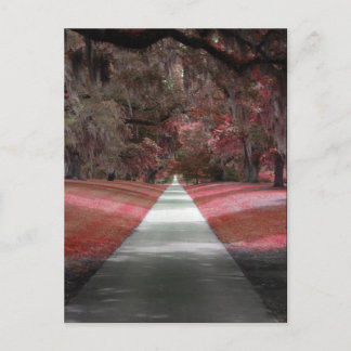 Brookgreen Gardens Postkarte