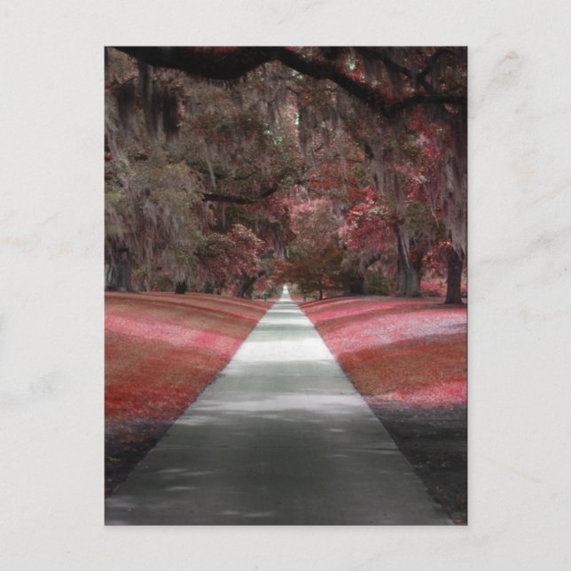 Brookgreen Gardens Postkarte (Vorderseite)