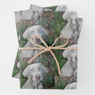Brooklyn's Garden Party - Weimaraner Hund Geschenkpapier Set