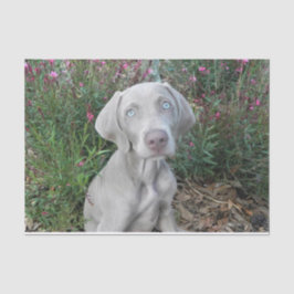 Brooklyn's Garden Party - Weimaraner Hund  Seidenpapier