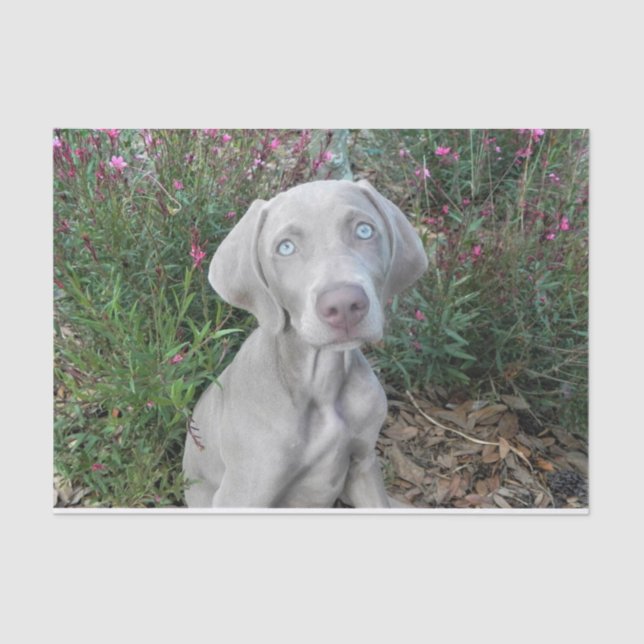 Brooklyn's Garden Party - Weimaraner Hund  Seidenpapier (Vorderseite)