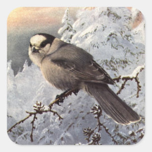 Brooks' Grauhäher im Schnee Quadratischer Aufkleber