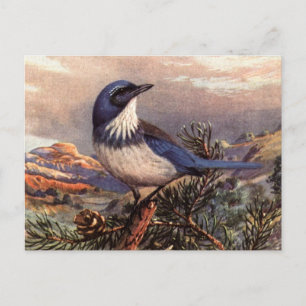 Brooks' Westlicher Buschhäher Postkarte