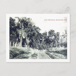 Brooksville Florida, Live Oak Drive, Vintag Postc Postkarte