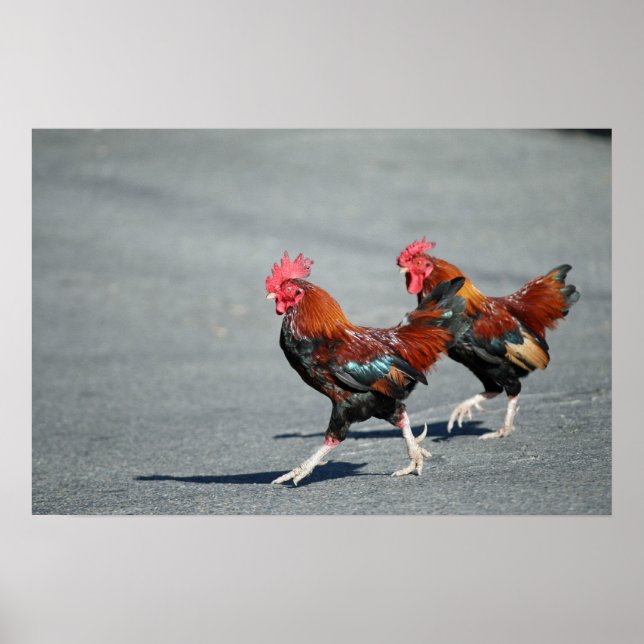 "Bros On a Stroll" Poster (Vorne)