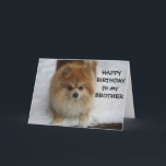 "BROTHER" GLÜCKLICHER GEBURTSTAG SAGT DER SPITZ KARTE<br><div class="desc">SAGEN SIE "IHR BRUDER GLÜCKLICH GEBURTSTAG"... .Dieser SPITZ hat so viel Spaß im Schnee und hofft,  dass der Empfänger dieser Karte einen FUN BIRTHDAY haben wird!</div>