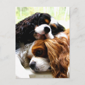 Brothers Cavaliers Postkarte