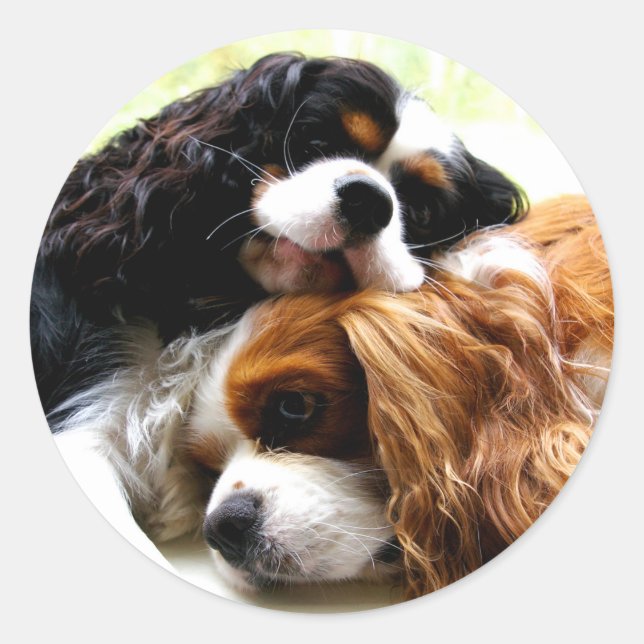 Brothers Cavaliers Runder Aufkleber (Vorderseite)