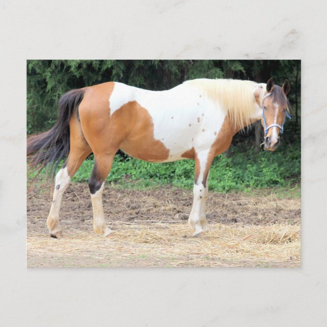 Brown and White Horse With A Light Blue Bridle Postkarte (Vorderseite)