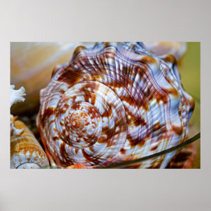 Brown and White Seashell Poster