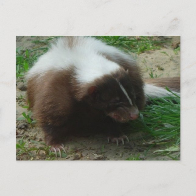 Brown and White Skunk Postcard Postkarte (Vorderseite)