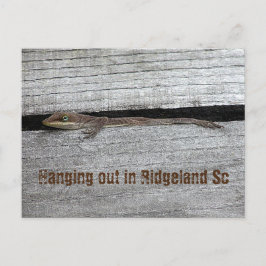 Brown Anole Postcard Postkarte