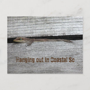 Brown Anole Postcard Postkarte