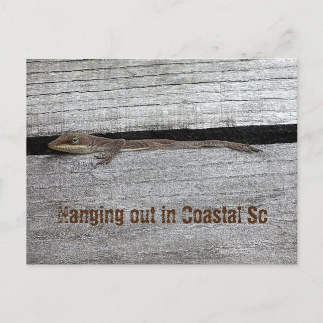 Brown Anole Postcard Postkarte (Vorderseite)