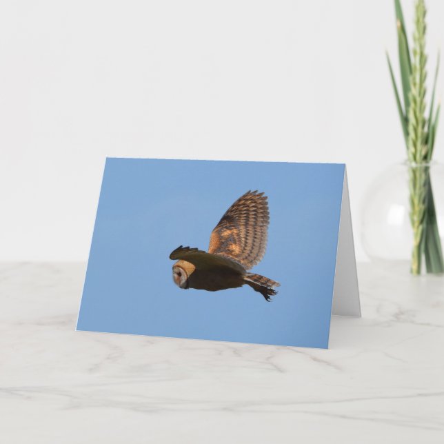 Brown Barn Owl Flying against Blue Sky Karte (Vorderseite)